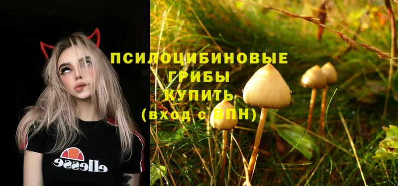 Галлюциногенные грибы MAGIC MUSHROOMS  где продают наркотики  Гвардейск 